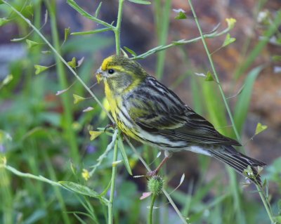 Europese Kanarie - European Serin