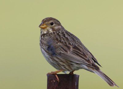 Grauwe Gors - Corn Bunting