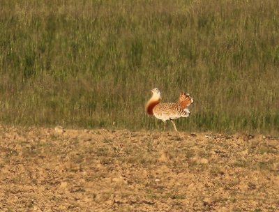 Grote Trap - Great Bustard