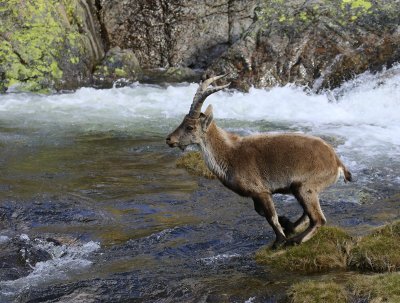 Iberische Steenbok - Spanish Ibex