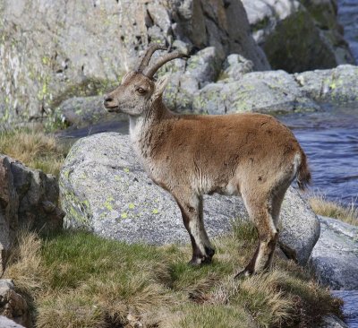 Iberische Steenbok - Spanish Ibex