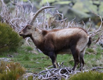 Iberische Steenbok - Spanish Ibex