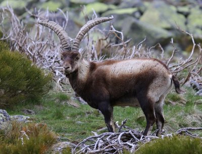 Iberische Steenbok - Spanish Ibex