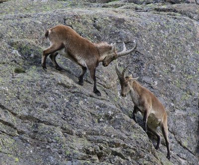 Iberische Steenbokken - Spanish Ibexes