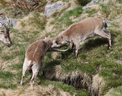 Iberische Steenbokken - Spanish Ibexes