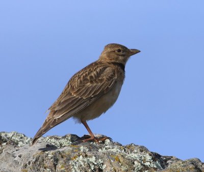 Kalanderleeuwerik - Calandra Lark