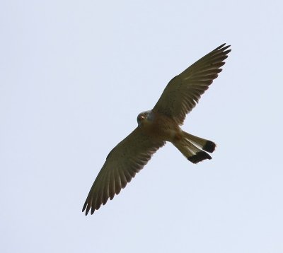 Kleine Torenvalk - Lesser Kestrel