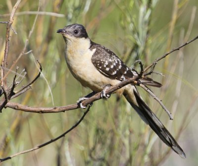 Kuifkoekoek - Great Spotted Cuckoo