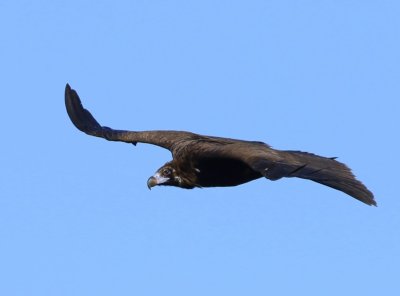 Monniksgier - Eurasian Black Vulture