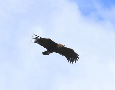 Monniksgier - Eurasian Black Vulture