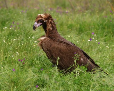 Monniksgier - Eurasian Black Vulture