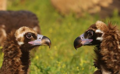 Monniksgieren - Eurasian Black Vultures