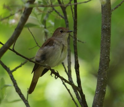 Nachtegaal - Common Nightingale