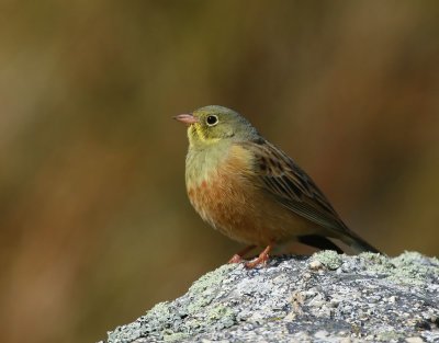 Ortolaan - Ortolan Bunting