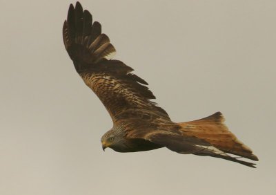Rode Wouw - Red Kite