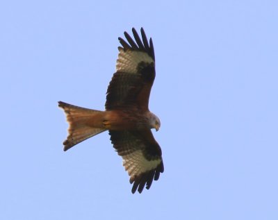 Rode Wouw - Red Kite