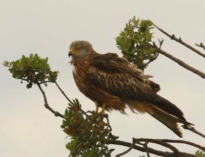 Rode Wouw - Red Kite