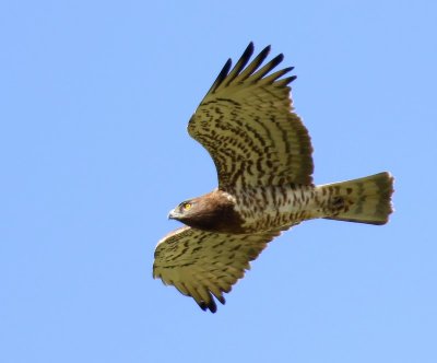 Slangenarend - Short-toed Eagle