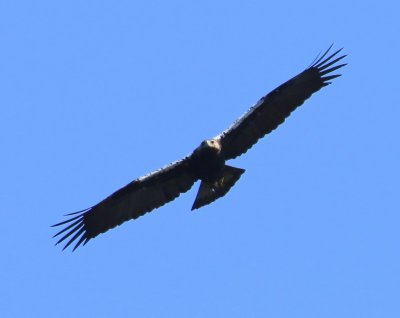 Spaanse Keizerarend - Spanish Imperial Eagle