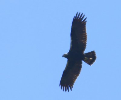 Spaanse Keizerarend - Spanish Imperial Eagle