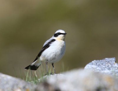 Tapuit - Northern Wheatear