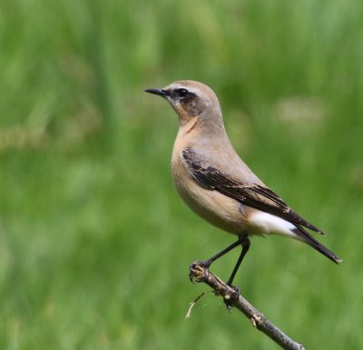 Tapuit - Northern Wheatear