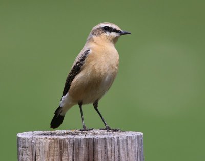 Tapuit - Northern Wheatear