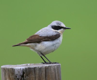 Tapuit - Northern Wheatear