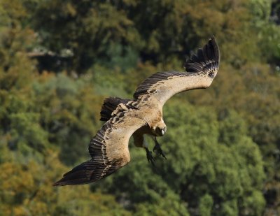 Vale Gier - Eurasian Griffon Vulture