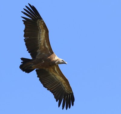 Vale Gier - Eurasian Griffon Vulture