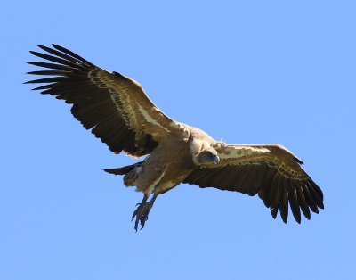 Vale Gier - Eurasian Griffon Vulture