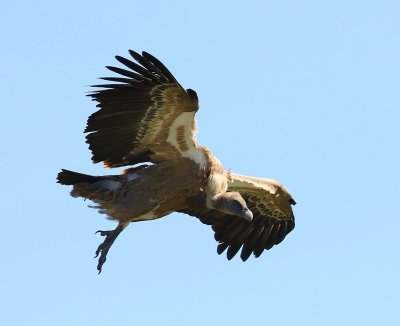 Vale Gier - Eurasian Griffon Vulture