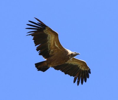 Vale Gier - Eurasian Griffon Vulture