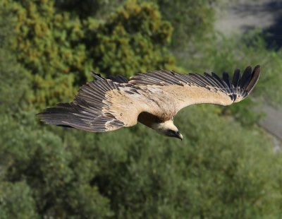 Vale Gier - Eurasian Griffon Vulture