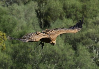 Vale Gier - Eurasian Griffon Vulture