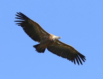 Vale Gier - Eurasian Griffon Vulture