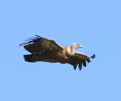 Vale Gier - Eurasian Griffon Vulture