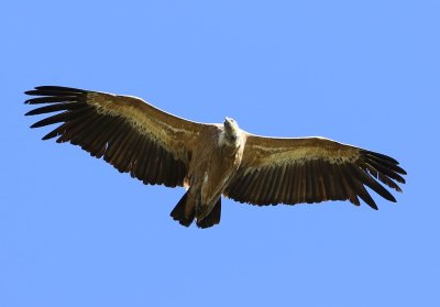 Vale Gier - Eurasian Griffon Vulture