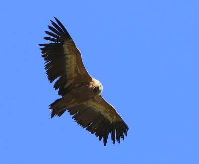 Vale Gier - Eurasian Griffon Vulture