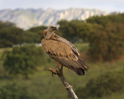 Vale Gier - Eurasian Griffon Vulture