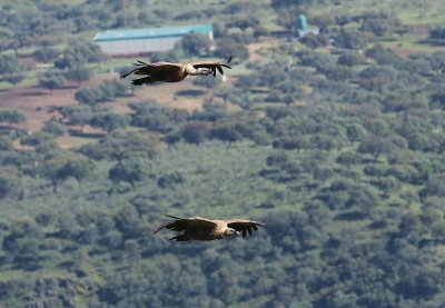 Vale Gieren - Eurasian Griffon Vultures