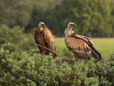 Vale Gieren - Eurasian Griffon Vultures