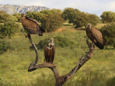 Vale Gieren - Eurasian Griffon Vultures