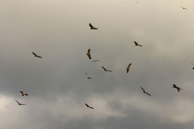 Vale Gieren - Eurasian Griffon Vultures