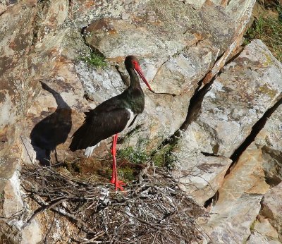 Zwarte Ooievaar - Black Stork