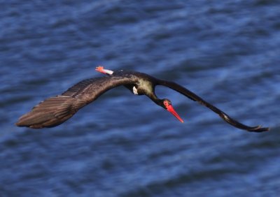 Zwarte Ooievaar - Black Stork