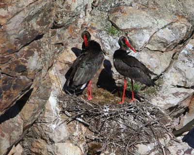 Zwarte Ooievaars - Black Storks