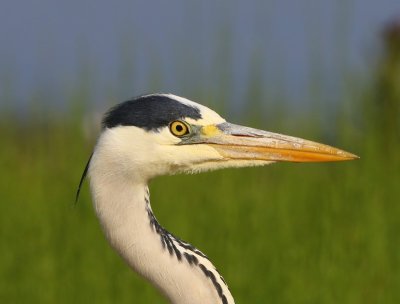 Blauwe Reiger - Grey Heron
