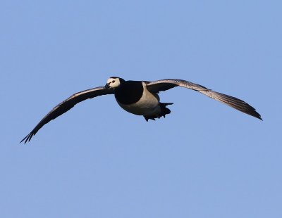 Brandgans - Barnacle Goose