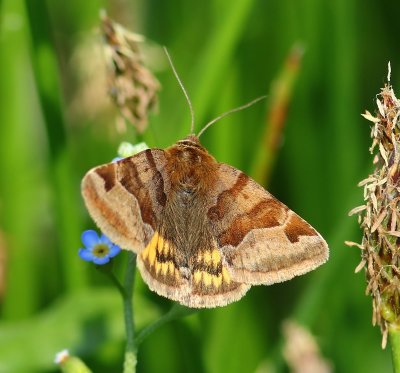 Bruine Daguil - Burnet Companion Moth